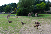 05 Safari Park Dvůr Králové